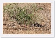 20TarangireAMGameDrive - 05 * A Lappet-faced Vulture (pinkish head) with African White-backed Vultures.